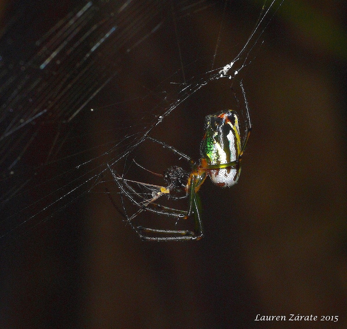 Orchard Spider