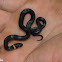 Ringneck Snake