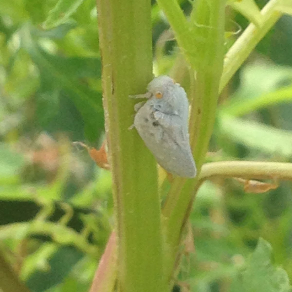 Citrus Flatid Planthopper