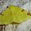 Brimstone moth