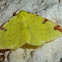 Brimstone moth