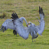 Brolga