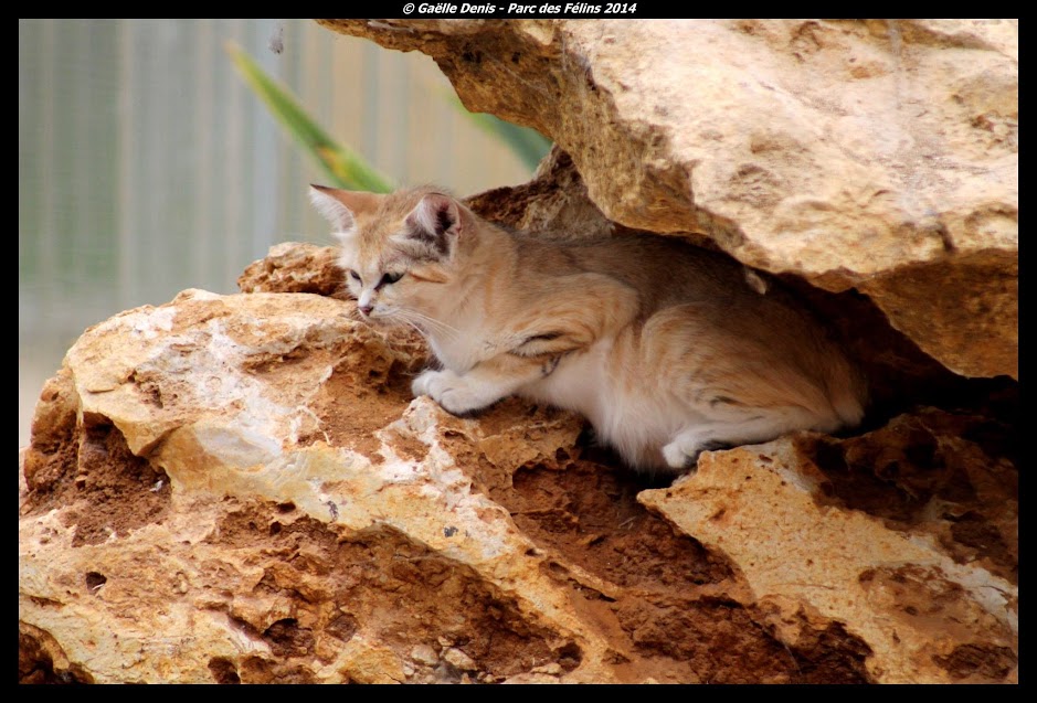 Chat des sables, Parc des Félins - Tous droits réservés