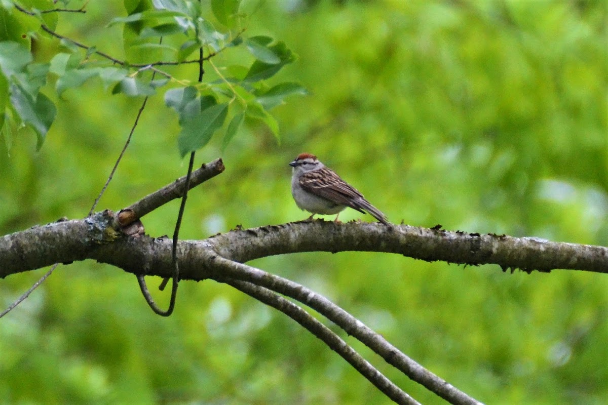 chipping sparrow