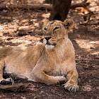 Asiatic Lion