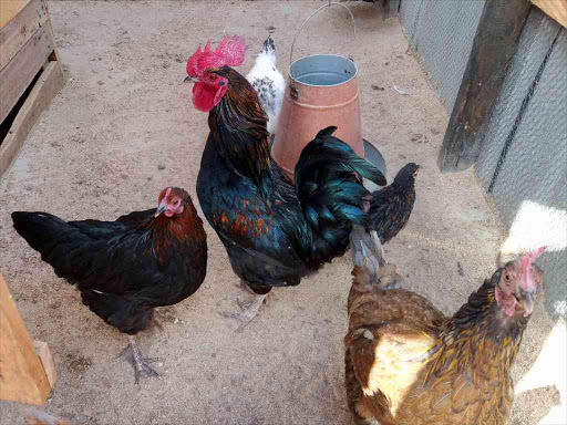 A cock at the home of a farmer in Eldoret on January 17th