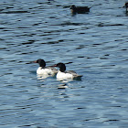 Common Merganser ♂