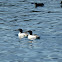 Common Merganser ♂