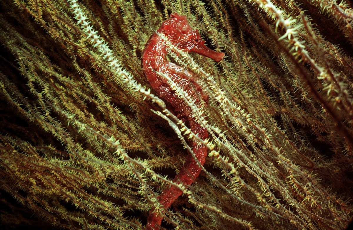 Pacific Seahorse