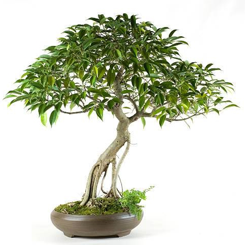 Bonsai - Prelepa mala biljka...