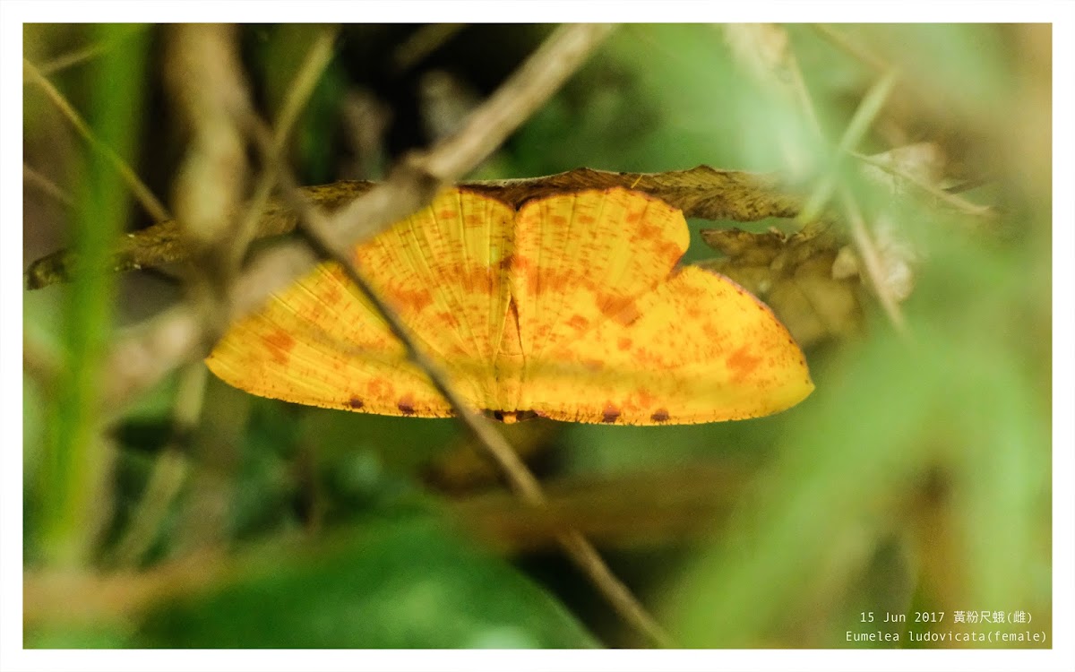 Eumelea ludovicata 黃粉尺蛾