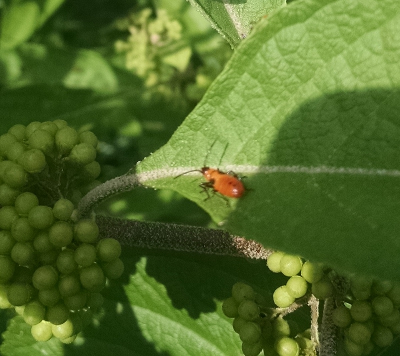 Milkweed bug nymph