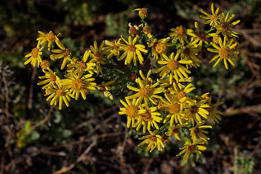 Senecio jacobaea