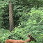 White-tailed Deer