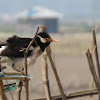 Pied Mynah