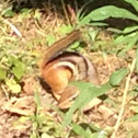 Eastern Chipmunk