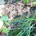 Eastern black swallowtail