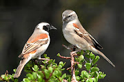 Cape sparrows perch on a carbon dioxide absorbing spekboom. Africa Check disputes some of the claims made about the plant's benefits.  