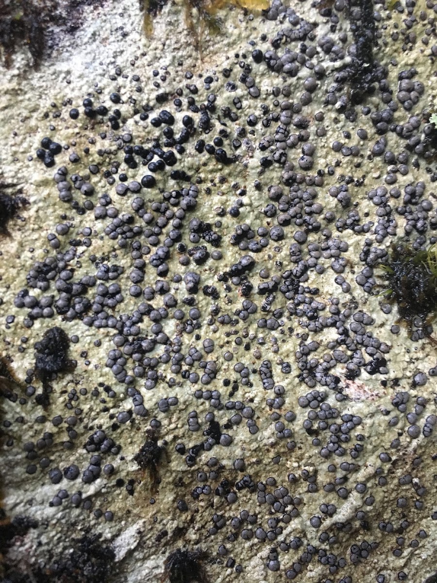 Carlott's Porpidia Lichen