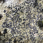 Carlott's Porpidia Lichen