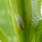 Fireweed Psyllid