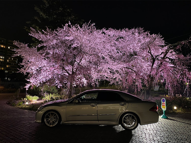 クラウンセダンの今年の桜・🌸桜とコラボ・やっと終わった・彦根城・海津大崎に関するカスタム事例の投稿画像2枚目