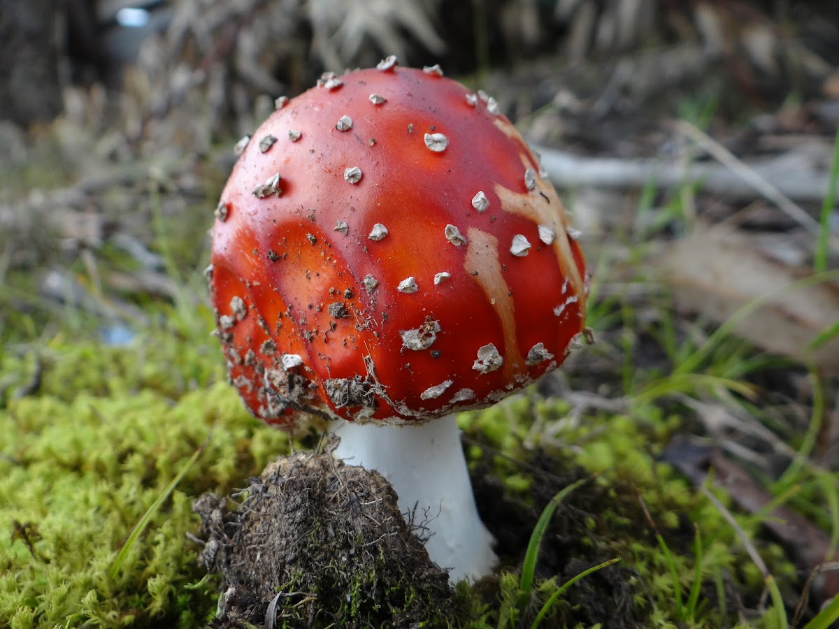 Fly Agaric