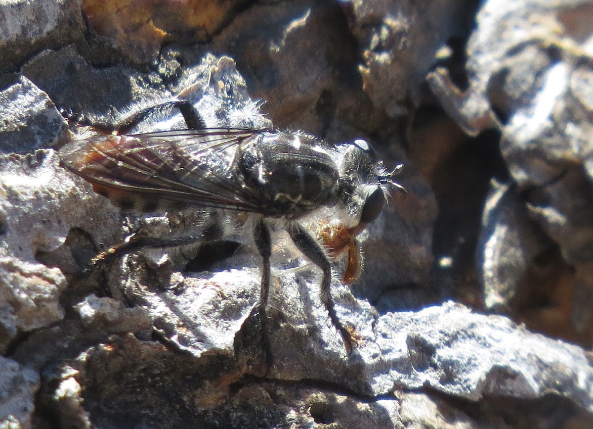 Robber fly