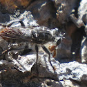 Robber fly