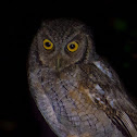 Tropical screech owl