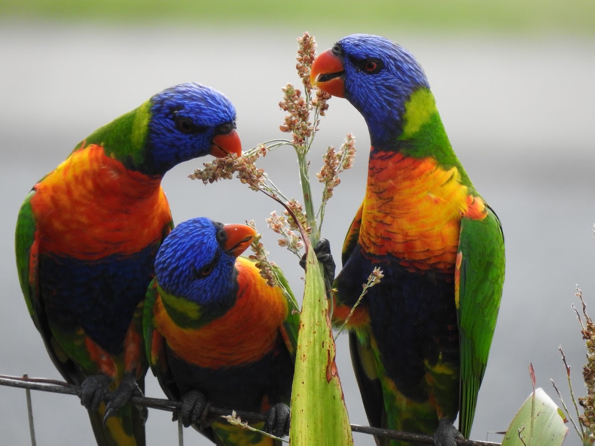 Rainbow Lorikeet