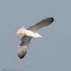 Yellow-legged Gull