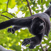 Guatemalan Black Howler