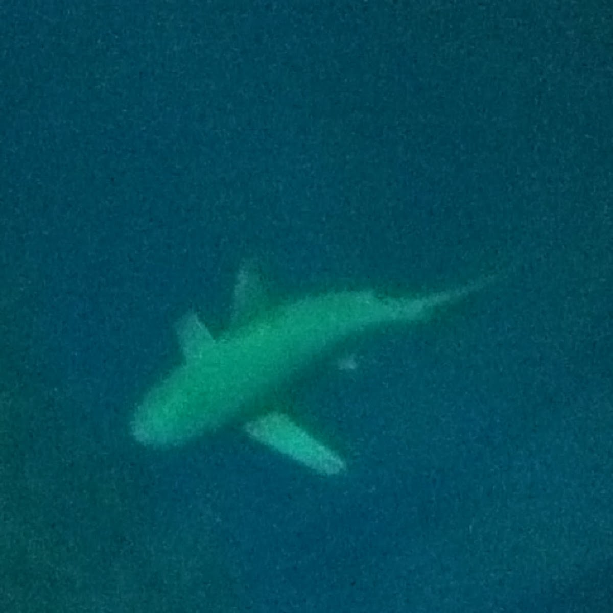 Sandbar Shark