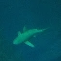 Sandbar Shark