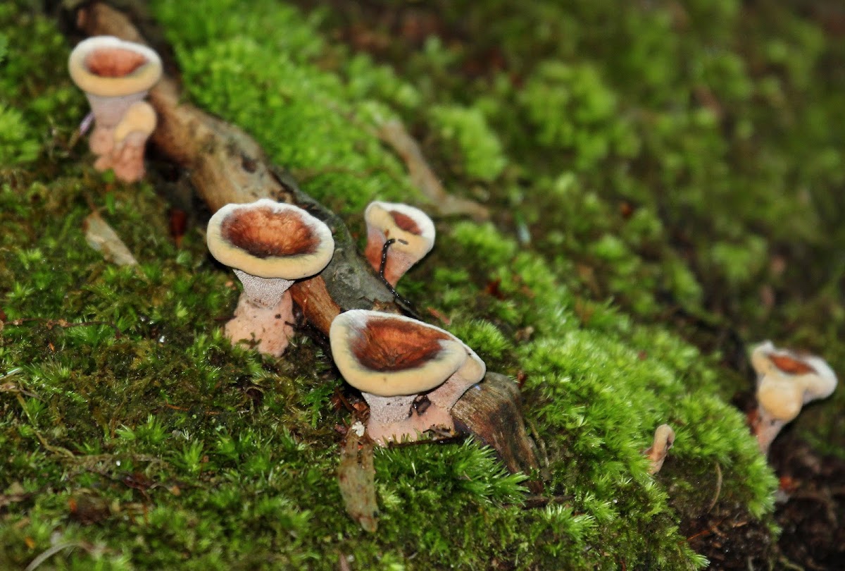 Hydnellum Mushrooms