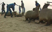 Seal culling in Namibia.