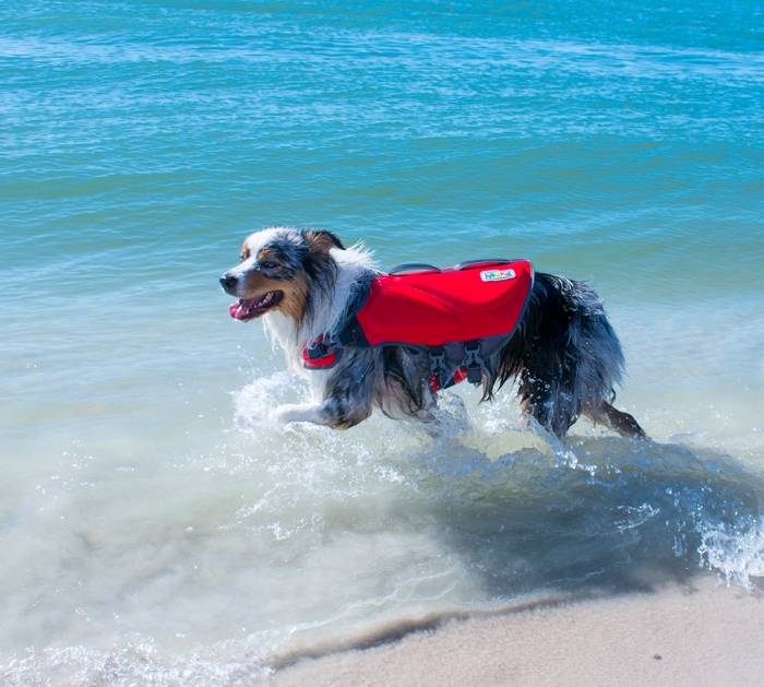 Best Life Jacket Brands for Dogs - The Bark Blogger