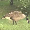 Canada Goose