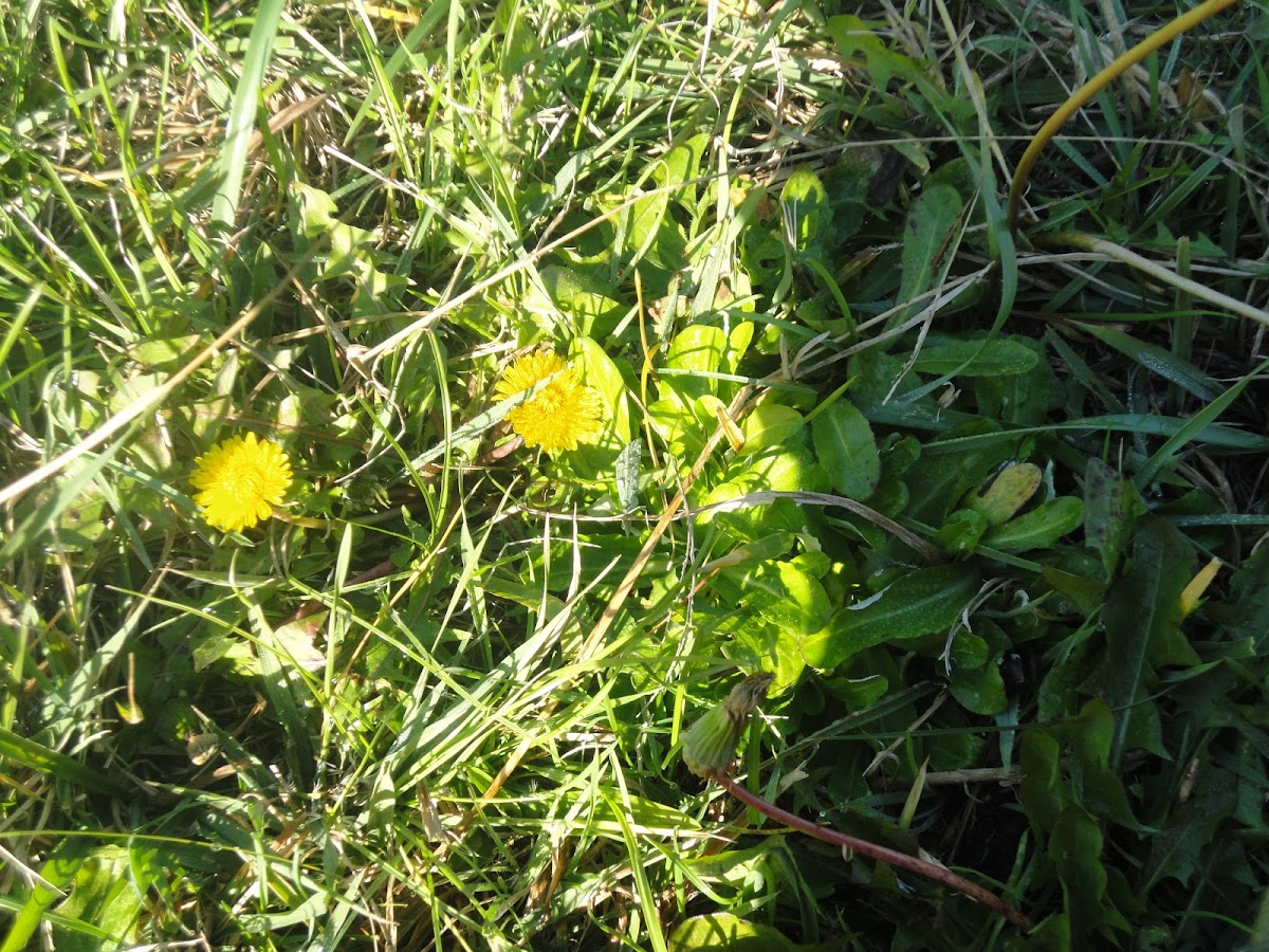 Dandelion Flowers