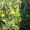 Dandelion Flowers