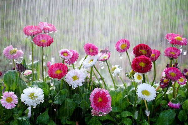 Piove sulle pratoline di Furlissima