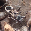 Timber seed bug