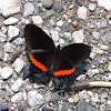 Red Rim Butterfly