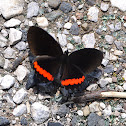 Red Rim Butterfly