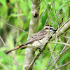 Variegated Flycatcher