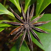 Star Anise