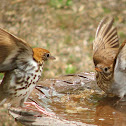 Wood Thrush