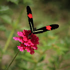 Red Postman