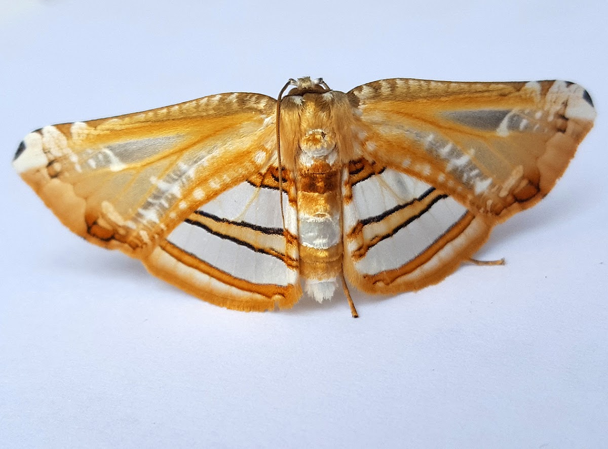 Translucent Leaf Moth